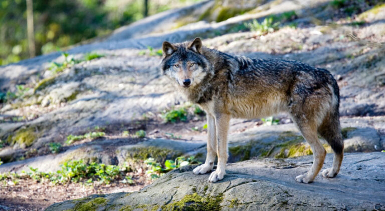 Wolves in the Adirondacks – Sacandagalife